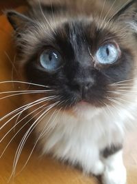 Close-up portrait of cat