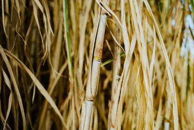 Close-up of wheat growing on field