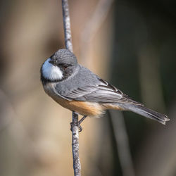 Close-up of bird perching on twig