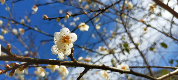 Low angle view of cherry blossoms against sky