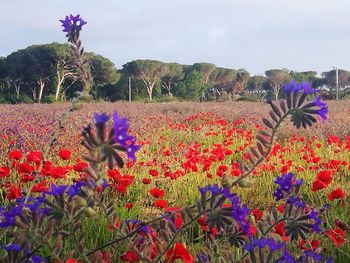 Close-up of multi colored flowering plants on field