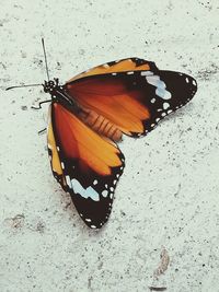 Close-up of butterfly on flower