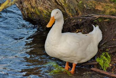 High angle view of duck swimming in lake