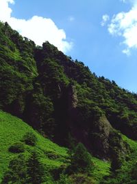 Low angle view of trees on mountain against sky