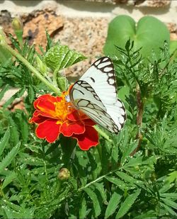 Close-up of butterfly on plant