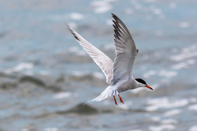 Seagull flying over sea