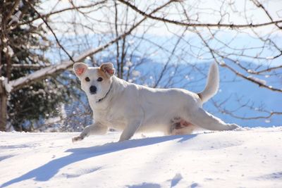 Portrait of white dog on snow covered landscape