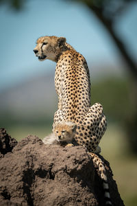 Low angle view of cat on rock