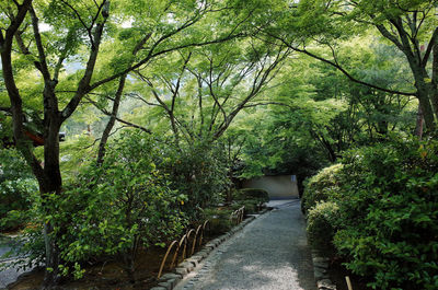 Footpath leading towards trees
