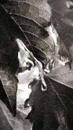 Close-up of dog