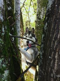 Close-up of dogs on tree trunk