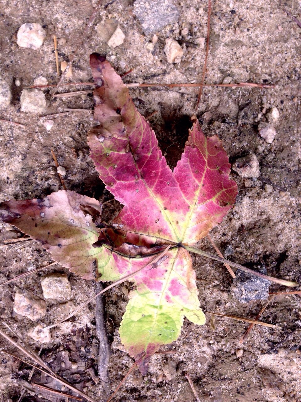 leaf, dry, high angle view, fragility, close-up, autumn, change, nature, ground, fallen, aging process, outdoors, season, day, no people, natural pattern, leaves, field, plant, leaf vein