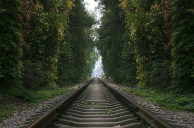 Railroad tracks amidst trees in forest