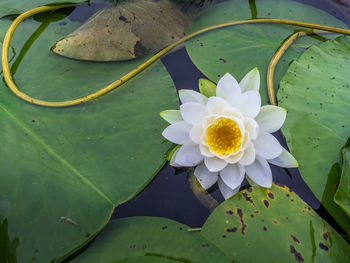 High angle view of lotus water lily in lake