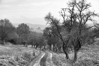 Road amidst bare trees against sky