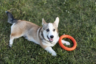 View of a dog looking away on field