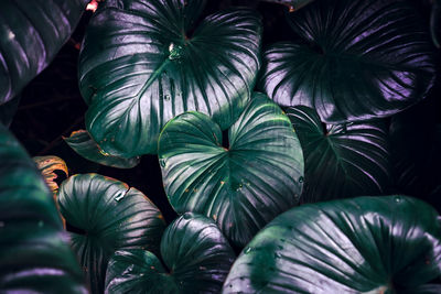 Full frame shot of palm leaves