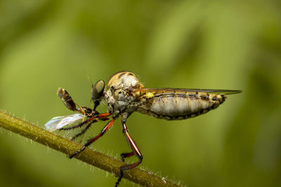 The robber fly insect or asilidae is an aggressive family of flies
