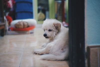 Dog looking away while sitting on floor