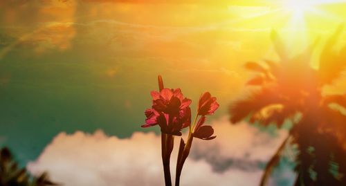 Close-up of flower blooming against sky during sunset