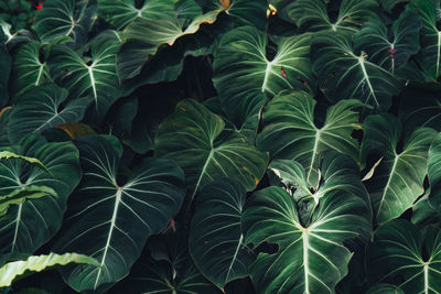 Full frame shot of green leaves