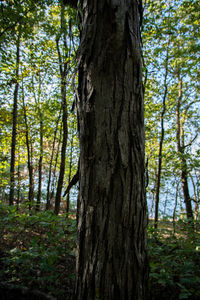 Close-up of tree trunk in forest