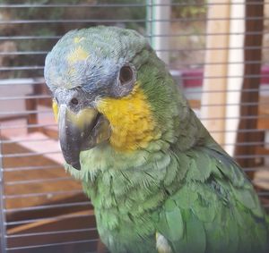 Close-up of parrot in cage