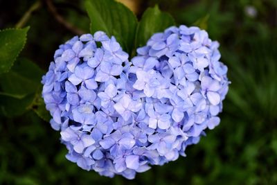 Close-up of purple hydrangea blue flowers