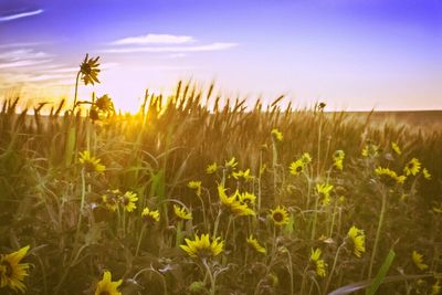 Yellow flowers growing in field