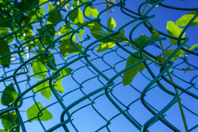 Low angle view of plants against blue sky