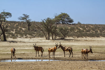 Horse grazing on field