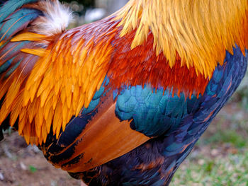 Close-up of rooster