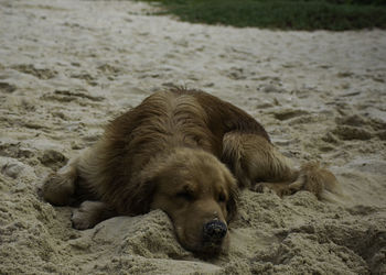 Dog relaxing on beach