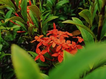Close-up of red flowering plant