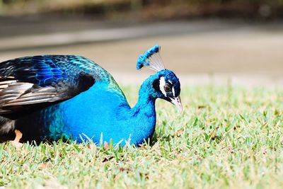 Close-up of peacock on field