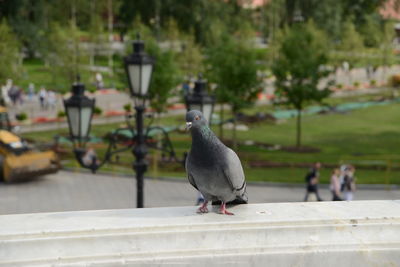 Pigeon perching on retaining wall