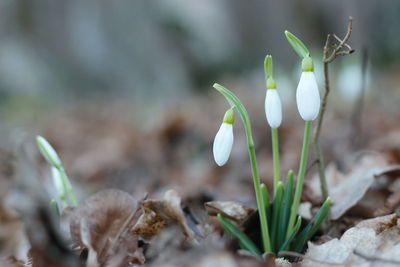 Close-up of white flowering plants on field