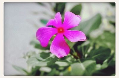 Close-up of purple flowers blooming outdoors