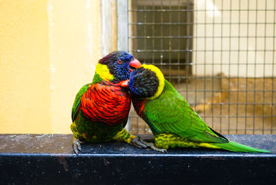 Close-up of parrot perching in zoo