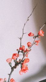 Close-up of red berries on plant against wall