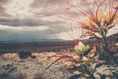 Close-up of flowering plants on land against sky