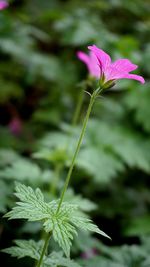 Close-up of flower against blurred background