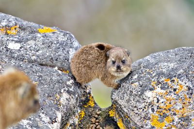 Close-up of baby marmot on rock