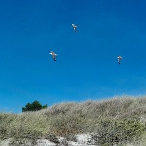 Low angle view of airplane flying against clear blue sky