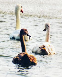 Swan swimming in lake