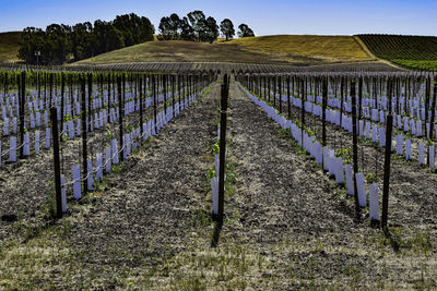 Vineyard against clear sky