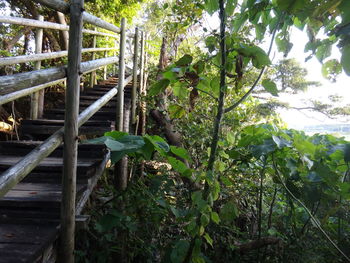 Close-up of bamboo plants in forest