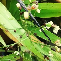 Close-up of insect on leaves