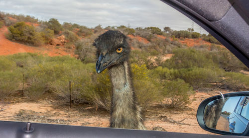 View of bird on car window