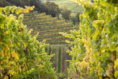 Close-up of vineyard